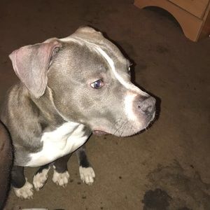 Meet your Posher, Fred